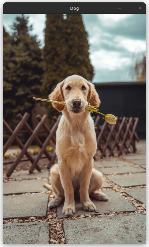 Screenshot of the OpenCV window with a Dog's photo